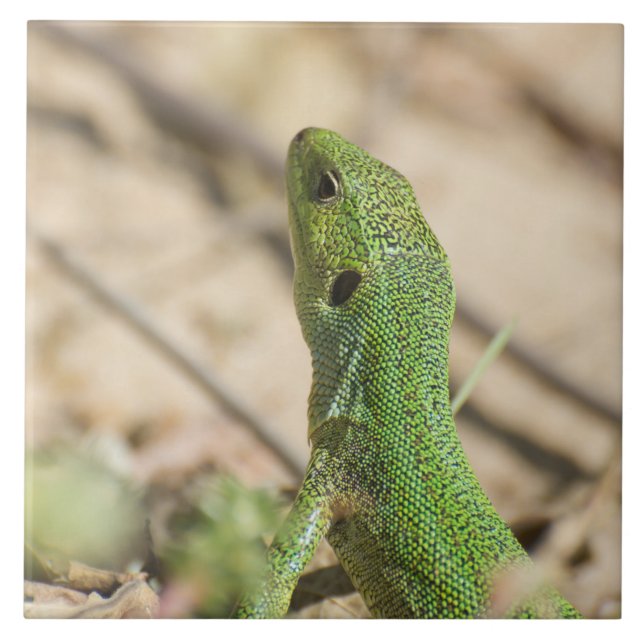 Azulejo De Cerâmica Lagarto verde (Frente)