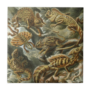 Azulejo De Cerâmica Lagartos por Ernst Haeckel Lacertilia Animal Vinta