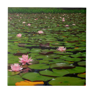 Azulejo De Cerâmica Lagoa de flor de lírio, de água doce, rosa