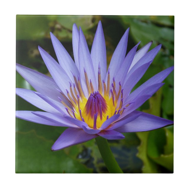 Azulejo De Cerâmica Lagoa de lírio de água roxo / azul (Frente)