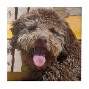 Azulejo De Cerâmica Lagotto Romagnolo Deitado Em Uma Bancada De Madeir