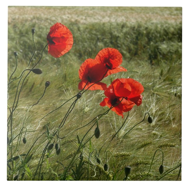 Azulejo De Cerâmica Lajota com Klatschmohn 02 (Frente)