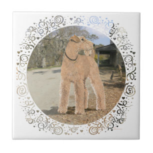 Azulejo De Cerâmica Lakeland Terrier no Pátio Estável