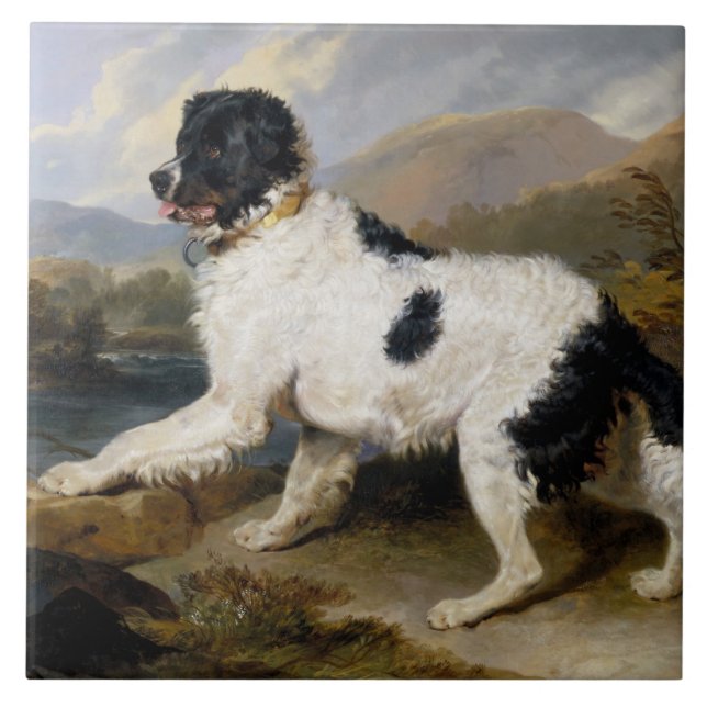 Azulejo De Cerâmica Landseer Newfoundland Dog (Black and White Animal) (Frente)