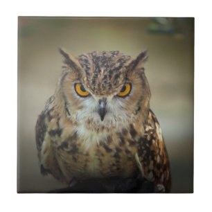Azulejo De Cerâmica Laranja feroz coruja Eyed