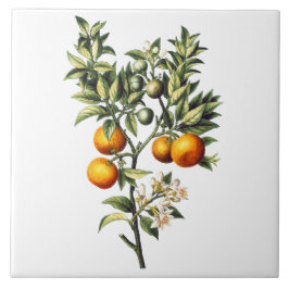 Azulejo De Cerâmica Laranjas da Vintage