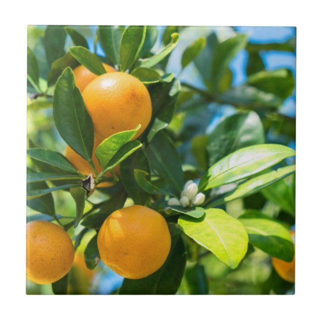 Azulejo De Cerâmica Laranjeira Frutífera (Frente)