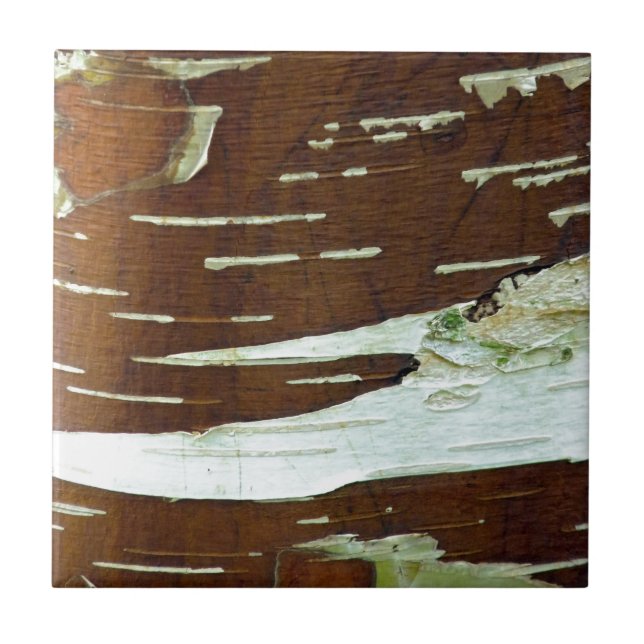 Azulejo De Cerâmica Latido de Árvore Natural Silver Birch (Frente)