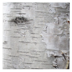 Azulejo De Cerâmica latido de bétulas brancas da rússia natural