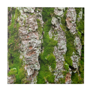 Azulejo De Cerâmica Latido de pinheiro com musgo
