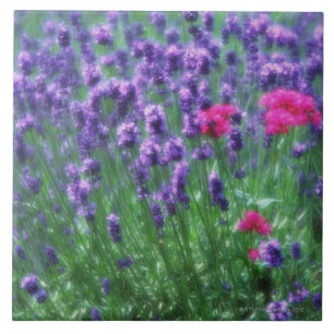 Azulejo De Cerâmica Lavanda 3