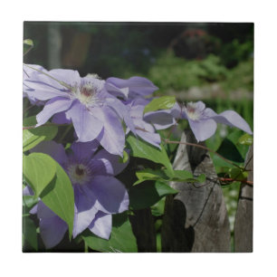 Azulejo De Cerâmica Lavanda Clematis Flores Na Natureza Da Cerca