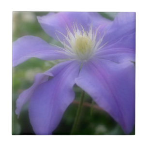 Azulejo De Cerâmica Lavanda Clematis Flower Nature