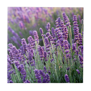 Azulejo De Cerâmica Lavanda Lusciosa 