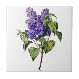 Azulejo De Cerâmica Lavanda roxa seleccionada da natureza