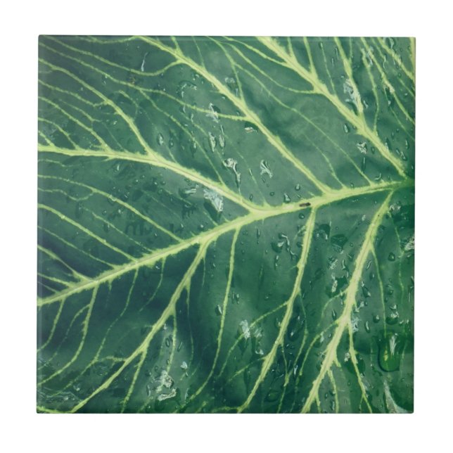 Azulejo De Cerâmica Leaf Print (Frente)