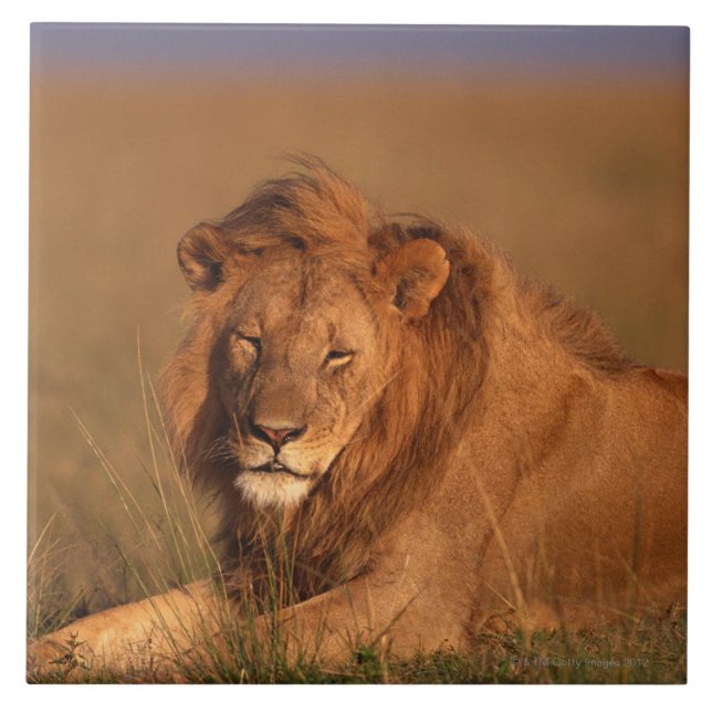 Azulejo De Cerâmica Leão (Frente)