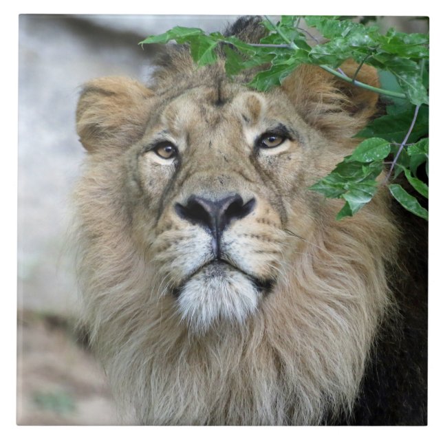 Azulejo De Cerâmica Leão 002 (Frente)