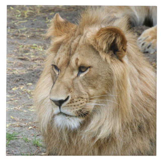 Azulejo De Cerâmica Leão 011 (Frente)