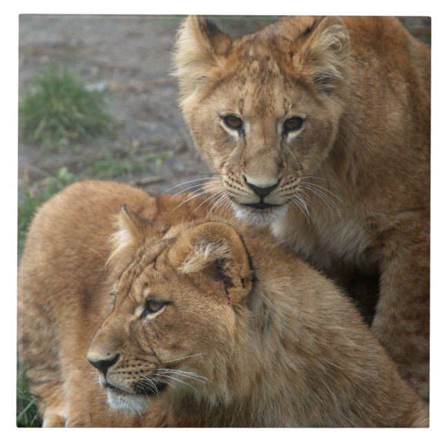 Azulejo De Cerâmica Leão 033 (Frente)