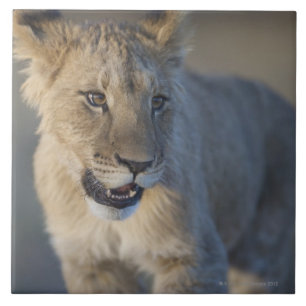 Azulejo De Cerâmica Leão Cub (Panthera Leo) Namíbia