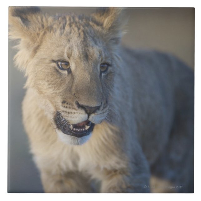 Azulejo De Cerâmica Leão Cub (Panthera Leo) | Namíbia (Frente)