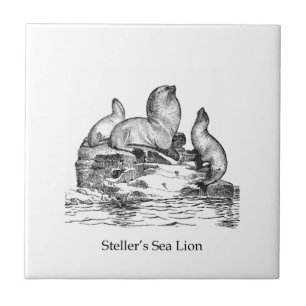 Azulejo De Cerâmica Leão de mar de Steller