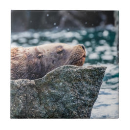 Azulejo De Cerâmica Leão-Do-Mar Na Baía De Ressurreição, Alasca