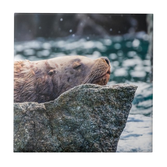 Azulejo De Cerâmica Leão-Do-Mar Na Baía De Ressurreição, Alasca (Frente)