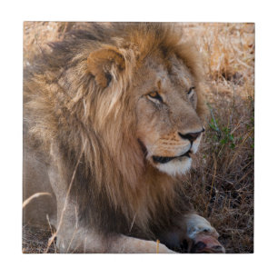 Azulejo De Cerâmica Leão Reserva Nacional Maasai Mara, Quênia