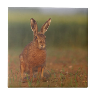 Azulejo De Cerâmica Lebre de Harriet