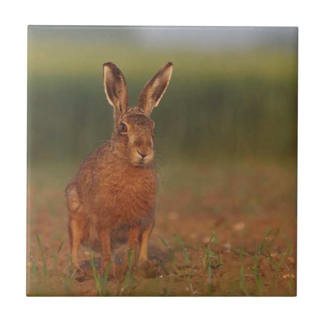 Azulejo De Cerâmica Lebre de Harriet (Frente)