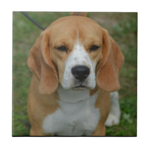 Azulejo De Cerâmica Lebreiro adorável