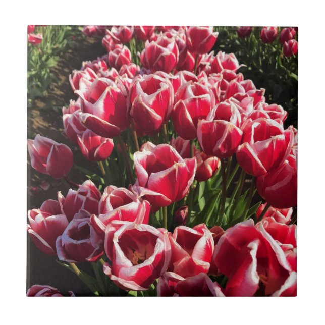 Azulejo De Cerâmica Leen Van Der Mark Tulips, Oregon (Frente)