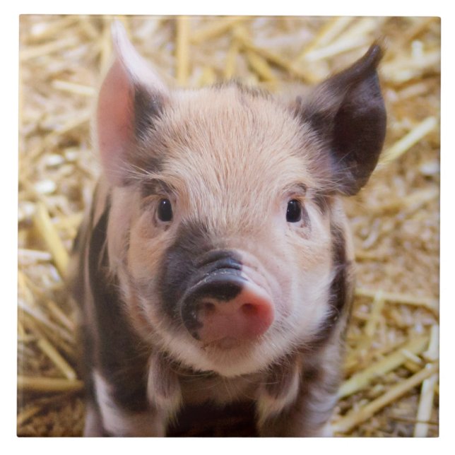 Azulejo De Cerâmica Leitão (Frente)