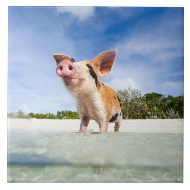 Azulejo De Cerâmica Leitão (Frente)