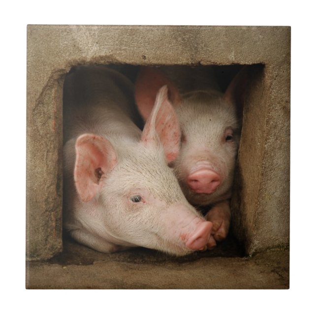 Azulejo De Cerâmica Leitão curiosos (Frente)