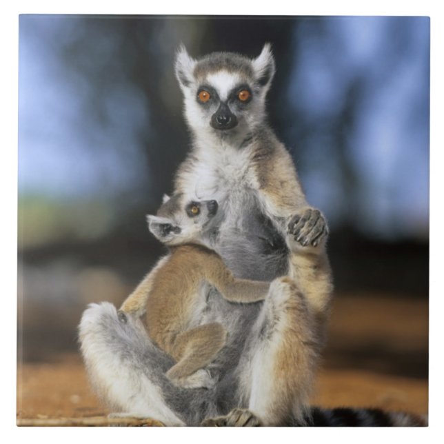 Azulejo De Cerâmica Lêmure-de-cauda-anelada, (Lemur catta), Mãe e (Frente)