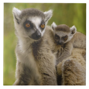 Azulejo De Cerâmica Lêmures-de-cauda-anelada (Lemur catta) Mãe e bebê.