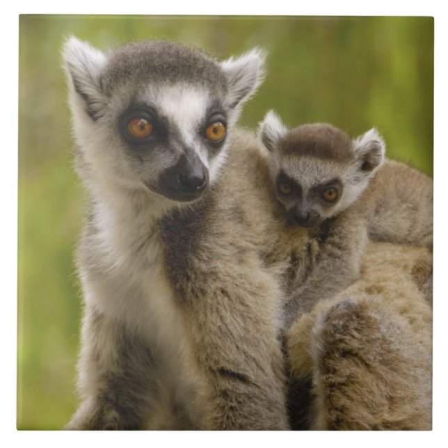 Azulejo De Cerâmica Lêmures (Lemur catta) Mãe e bebê. (Frente)
