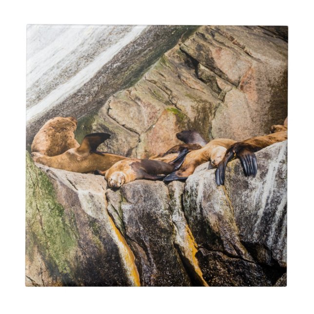 Azulejo De Cerâmica Leões Do Mar Deitados Nas Rochas (Frente)