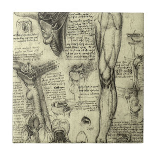 Azulejo De Cerâmica Leonardo da Vinci Antiga Anatomia Humana Laringe P