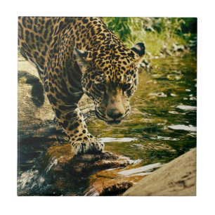 Azulejo De Cerâmica Leopard Cruzando uma Fotografia de Fluxo