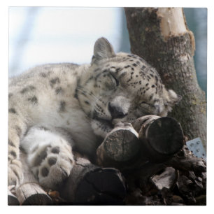 Azulejo De Cerâmica Leopardo 002