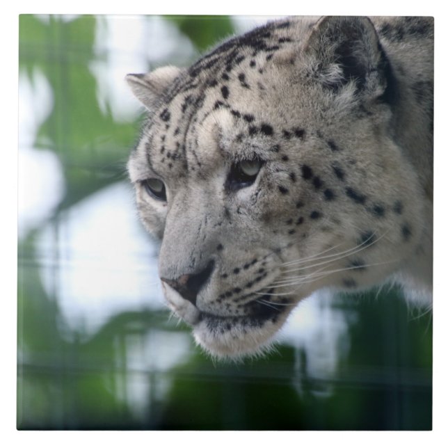 Azulejo De Cerâmica Leopardo 003 (Frente)