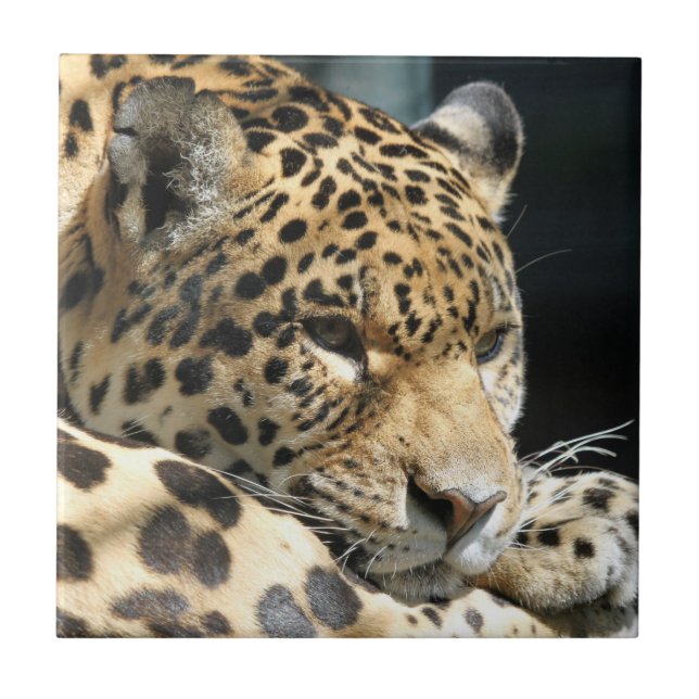 Azulejo De Cerâmica Leopardo 004 (Frente)