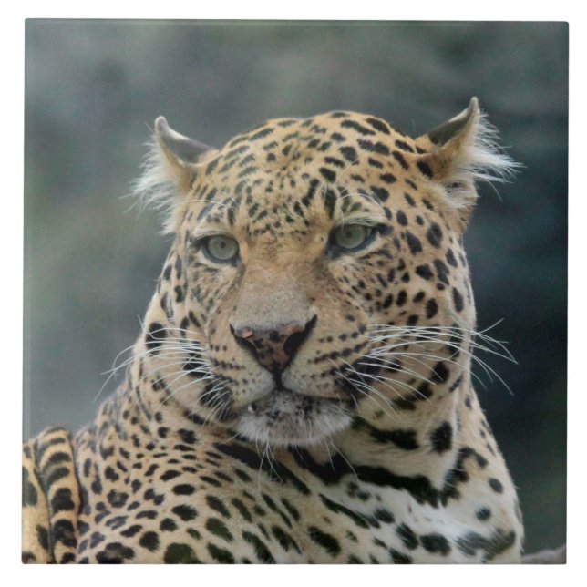 Azulejo De Cerâmica Leopardo 006 (Frente)