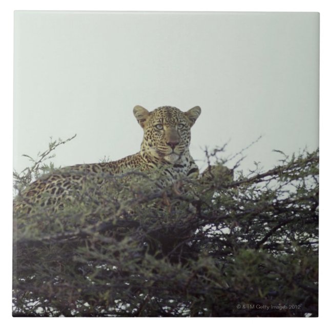 Azulejo De Cerâmica Leopardo africano (Frente)