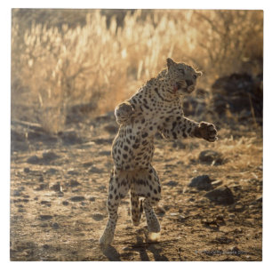 Azulejo De Cerâmica Leopardo africano nos pés traseiros, Namíbia,