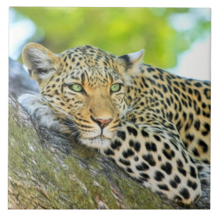 Azulejo De Cerâmica Leopardo bonito com olhos verdes